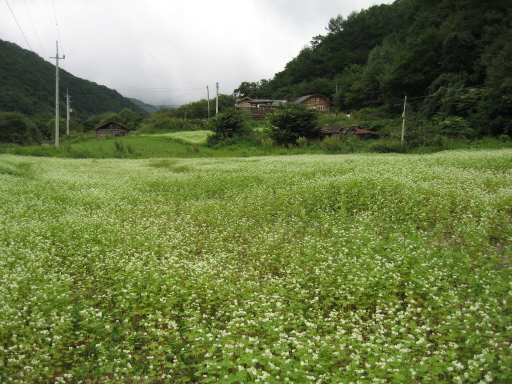 곰배령 입구의 메밀밭. 허생원 노새 소리가 들리는듯 하다. 